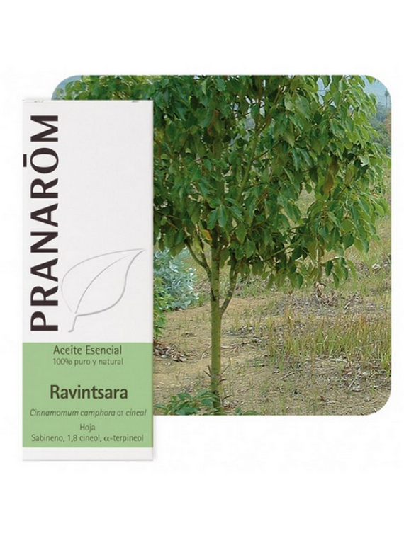 Ravintsara 10ml aceite esencial Pranarom